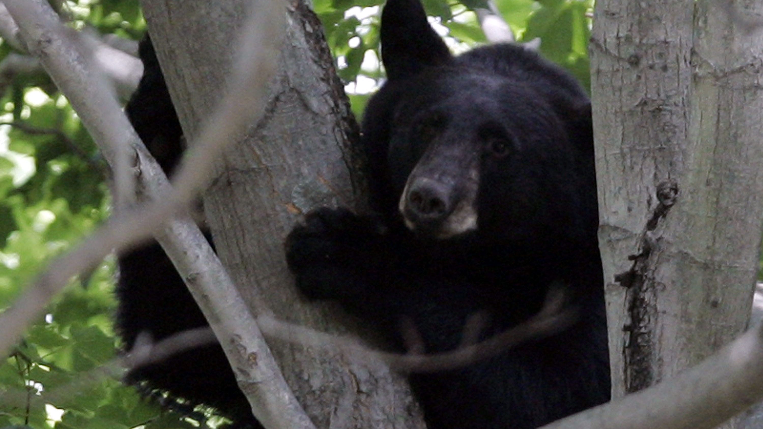 Bear Falls From Tree, Killing Hunter In Tragic Accident