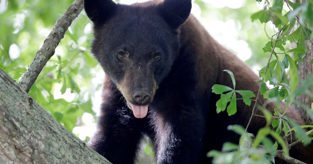 Bear Shooting Leads To Fatal Tree Fall In Virginia: Father Dies