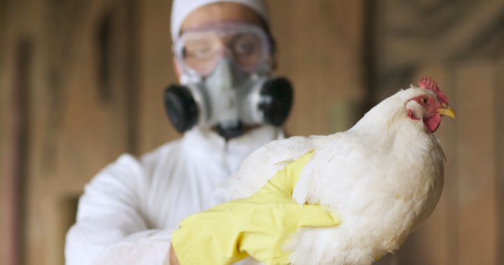 California Declares State Of Emergency Following Severe Bird Flu Case