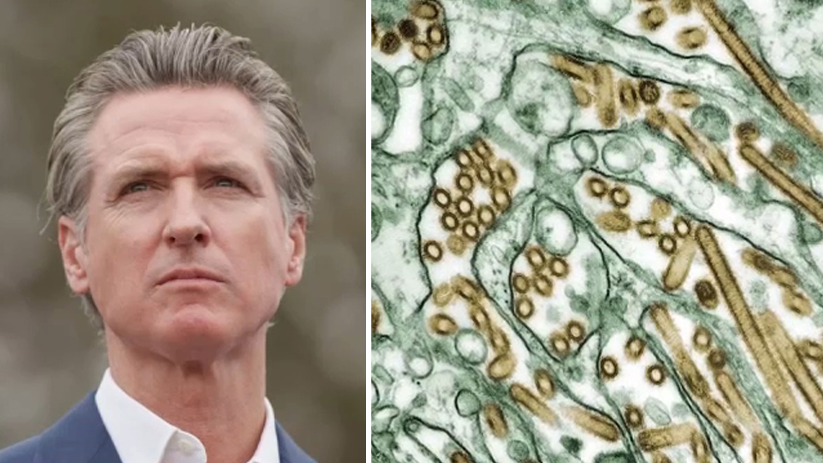 California Governor Newsom Declares Emergency Over Avian Flu Outbreak