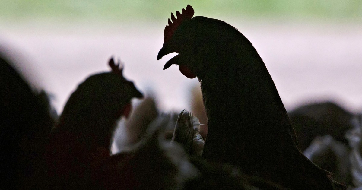 First U.S. Case Of Severe Human Bird Flu Reported